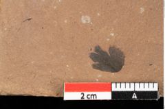 Foto (Detailansicht) von Pinus ciliata Ettingshausen (NHMW-GEO-2024-0188-0319)